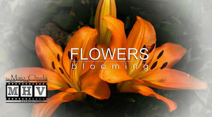 Flowers blooming